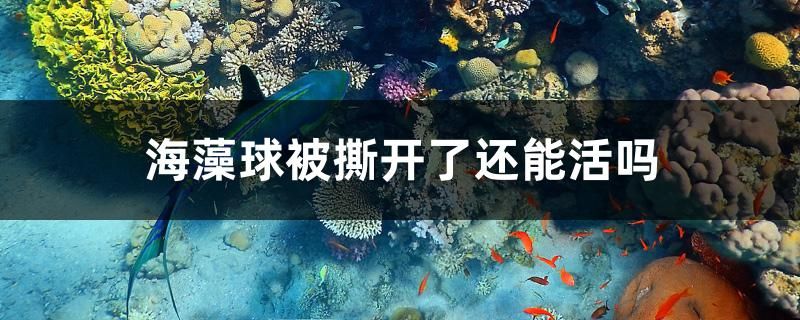 海藻球被撕開(kāi)了還能活嗎