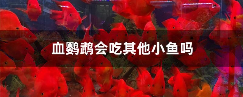 血鸚鵡會(huì)吃其他小魚嗎 養(yǎng)魚的好處