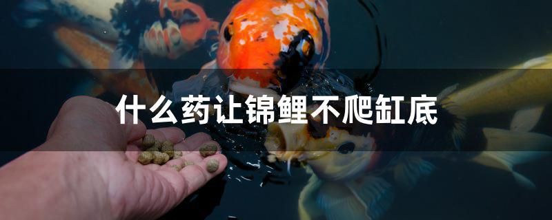 廣州觀賞魚博覽中心官網(wǎng)首頁（廣州觀賞魚） 觀賞魚