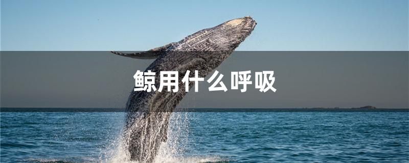 遼寧魚缸廠家電話地址是多少 沈陽魚缸廠家 銀古魚苗