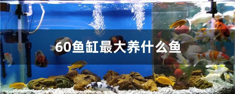 60魚缸最大養(yǎng)什么魚 白化火箭