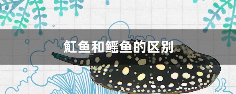 魟魚和鰩魚的區(qū)別