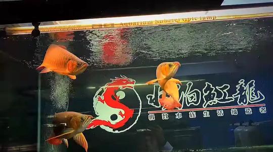 已售，純欣賞[touxiao] 觀賞魚論壇