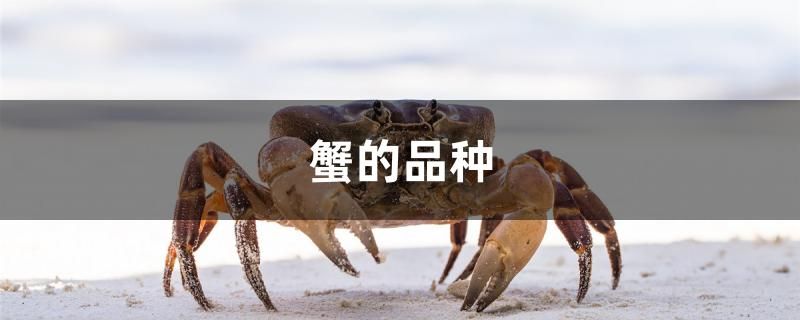 蟹的品種有哪些 女王大帆魚(yú)