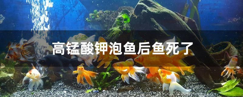 為什么高錳酸鉀泡魚后魚死了 黃金達(dá)摩魚