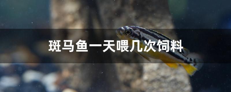 斑馬魚一天喂幾次飼料