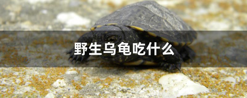 野生烏龜吃什么 龍魚芯片掃碼器