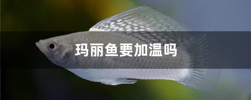 瑪麗魚要加溫嗎 廣州龍魚批發(fā)市場(chǎng)