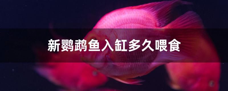 新鸚鵡魚入缸多久喂食 純血皇冠黑白魟魚