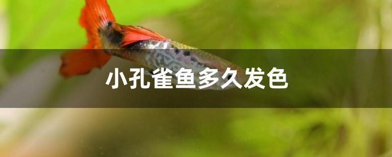 小孔雀魚多久發(fā)色 白玉紅龍魚