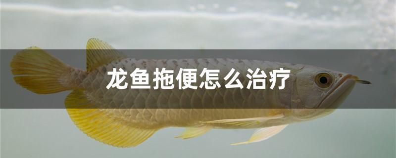 龍魚拖便怎么治療 野彩魚