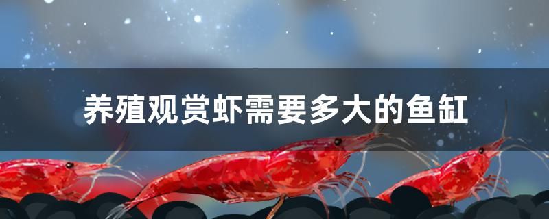 養(yǎng)殖觀賞蝦需要多大的魚缸 二氧化碳設(shè)備