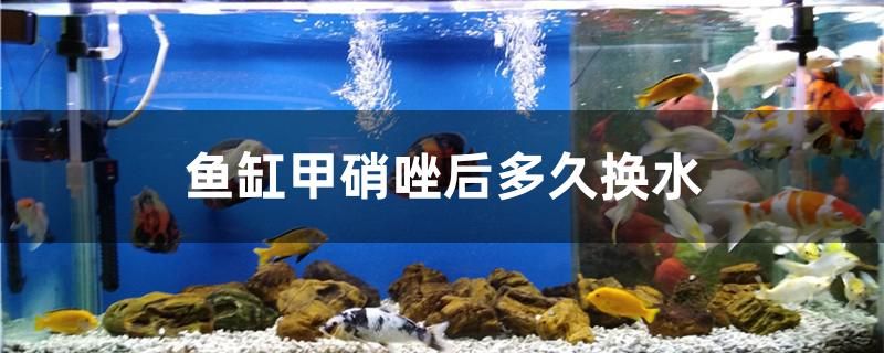 魚缸放甲硝唑后多久換水 食人魚（水虎）