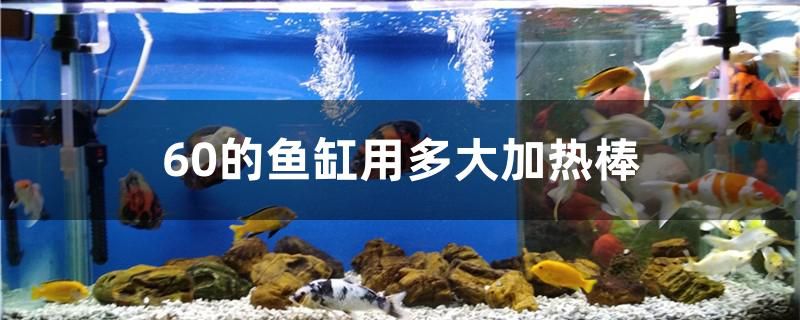 60的魚缸用多大加熱棒