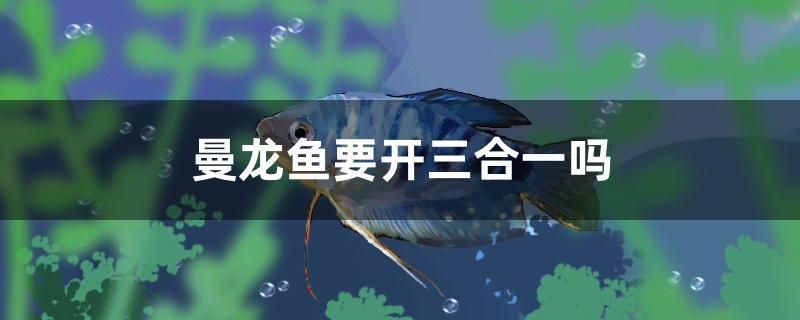 曼龍魚(yú)要開(kāi)三合一嗎 黑水素