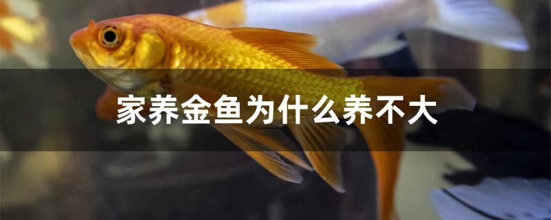 家養(yǎng)金魚(yú)為什么養(yǎng)不大 藍(lán)底過(guò)背金龍魚(yú)