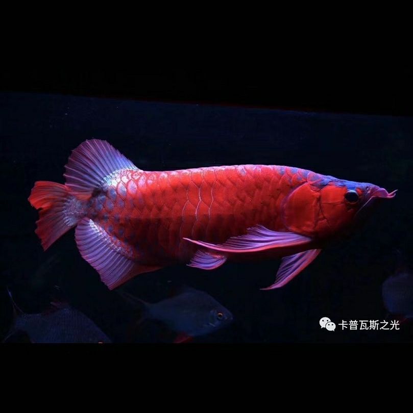 打卡:戒煙養(yǎng)魚。衛(wèi)冕冠軍黃袍加身又能怎樣 觀賞魚論壇 第1張