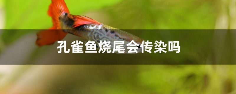 孔雀魚燒尾會(huì)傳染嗎 雙線側(cè)魚