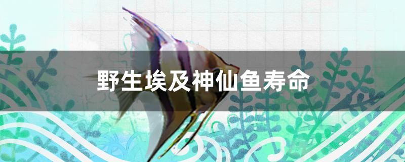 野生埃及神仙魚壽命