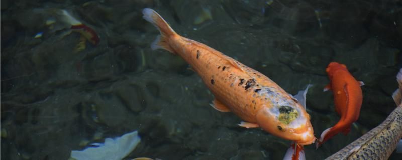 錦鯉魚苗多久能長大要喂什么食物比較合適 紅尾平克魚