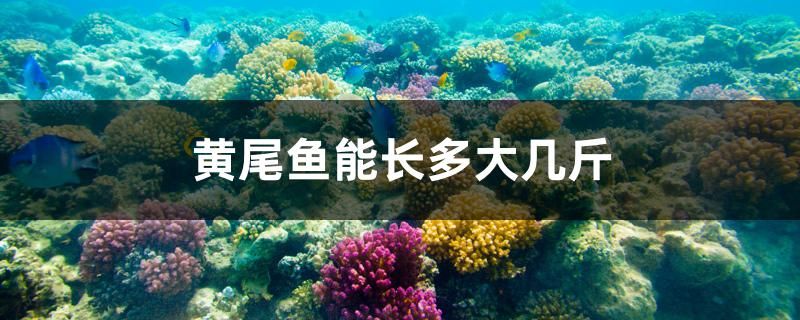 黃尾魚能長多大幾斤 龍魚芯片掃碼器