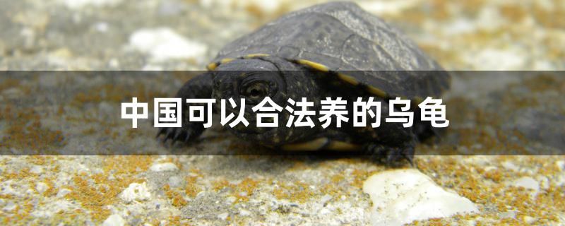 中國可以合法養(yǎng)的烏龜有哪些 觀賞龜/鱉飼料