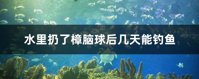 水里扔了樟腦球后幾天能釣魚(yú)