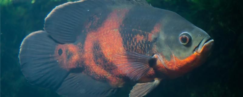 地圖魚不打氧能撐幾個(gè)小時(shí)怎么打氧 水族維護(hù)服務(wù)（上門）