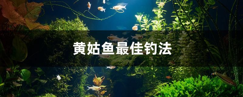 黃姑魚最佳釣法 觀賞魚水族批發(fā)市場(chǎng)