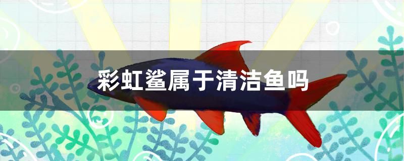 彩虹鯊屬于清潔魚(yú)嗎 廣州水族器材濾材批發(fā)市場(chǎng)