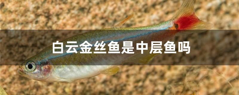 雷龍魚吃小魚嗎（雷龍魚吃活魚嗎）