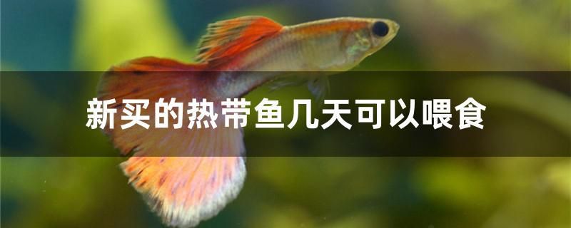 新買的熱帶魚幾天可以喂食 印尼紅龍魚