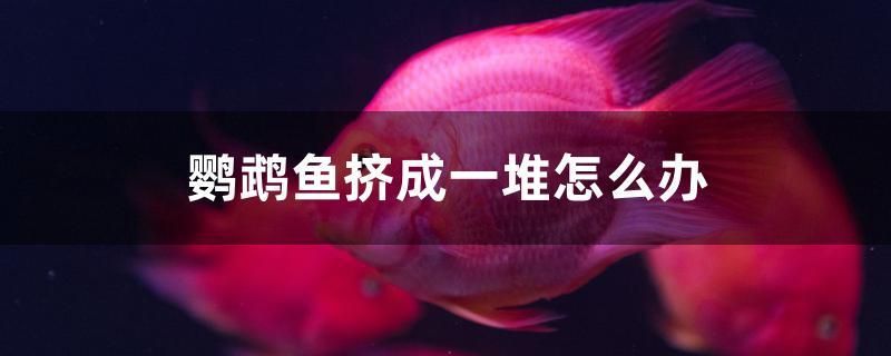 鸚鵡魚擠成一堆怎么辦 一眉道人魚