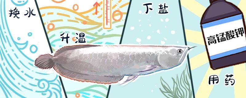 銀龍魚撞缸是什么原因怎么解決 ?；?異型虎魚/純色虎魚