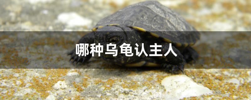 哪種烏龜認(rèn)主人 月光鴨嘴魚(yú)