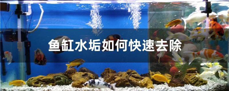 魚缸水垢如何快速去除 廣州龍魚批發(fā)市場(chǎng)