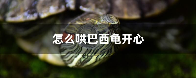 怎么哄巴西龜開心 祥龍傳奇品牌魚缸