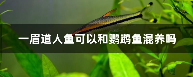 一眉道人魚可以和鸚鵡魚混養(yǎng)嗎 魚缸凈水劑