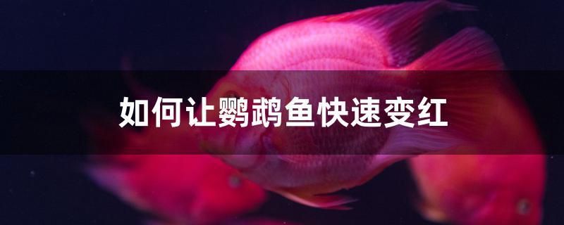 如何讓鸚鵡魚快速變紅 龍魚疾病與治療