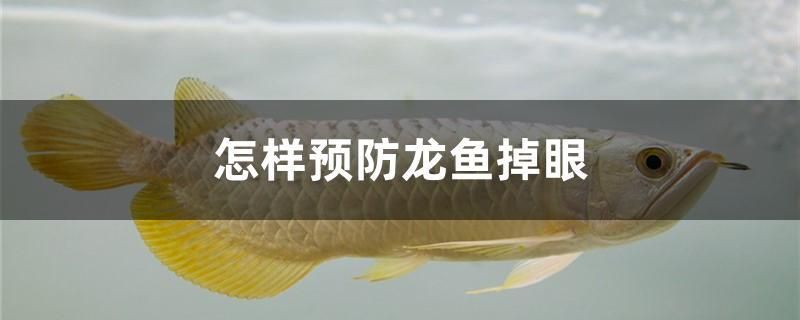 怎樣預(yù)防龍魚(yú)掉眼 泰國(guó)虎魚(yú)（泰虎）