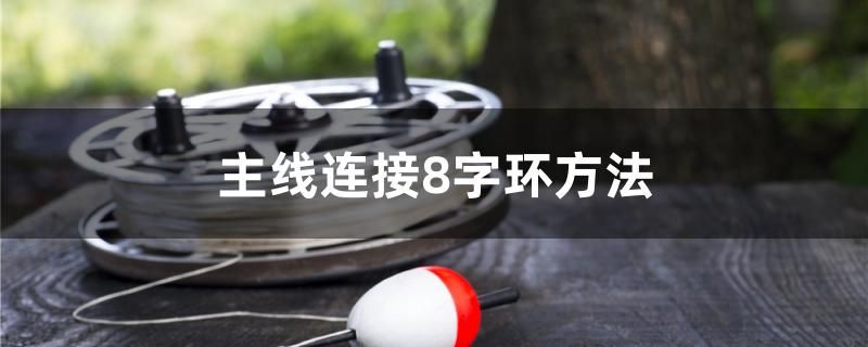 主線連接8字環(huán)方法 月光鴨嘴魚苗