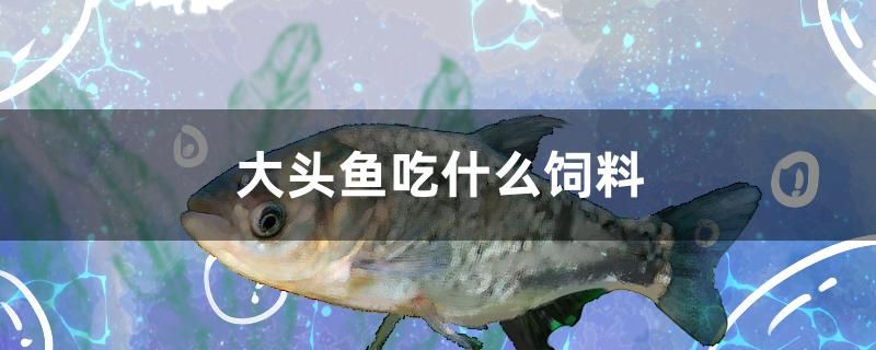 大頭魚吃什么飼料