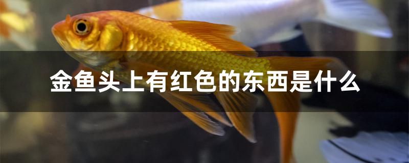 金魚頭上有紅色的東西是什么 印尼虎苗