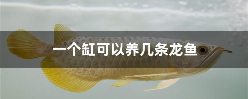 一個缸可以養(yǎng)幾條龍魚 金三間魚