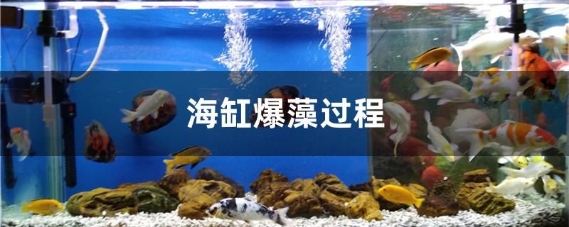 海缸爆藻過程是什么