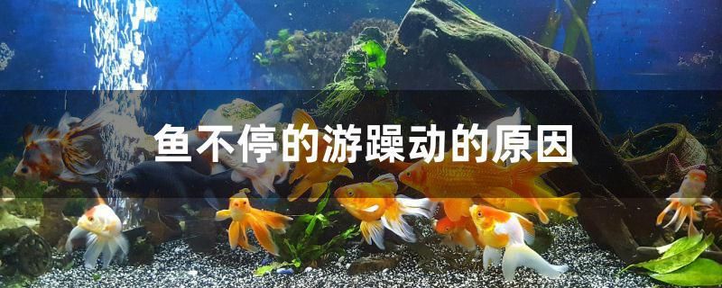 魚不停的游躁動(dòng)的原因