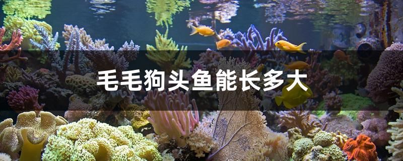 毛毛狗頭魚能長多大 慈雕魚