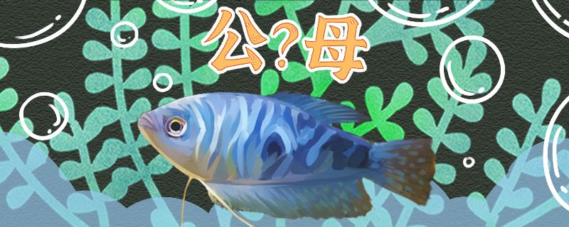 藍(lán)曼龍魚怎么分公母公母能一起養(yǎng)嗎 祥龍龍魚魚糧