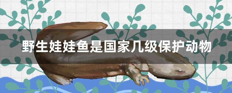 野生娃娃魚是國家?guī)准壉Ｗo動物