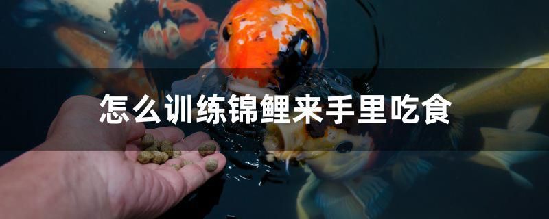 貴州魚缸廠家排名榜最新（貴州養(yǎng)魚基地批發(fā)） 孵化器